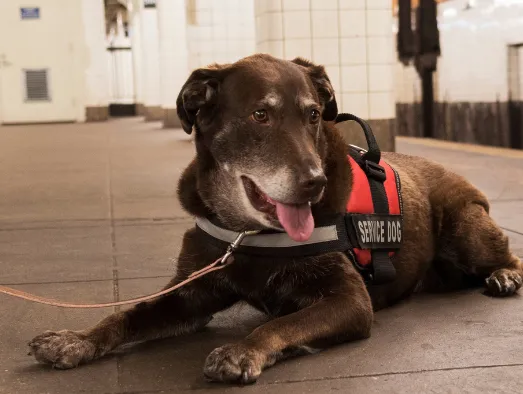 Service dog lying calmly in public