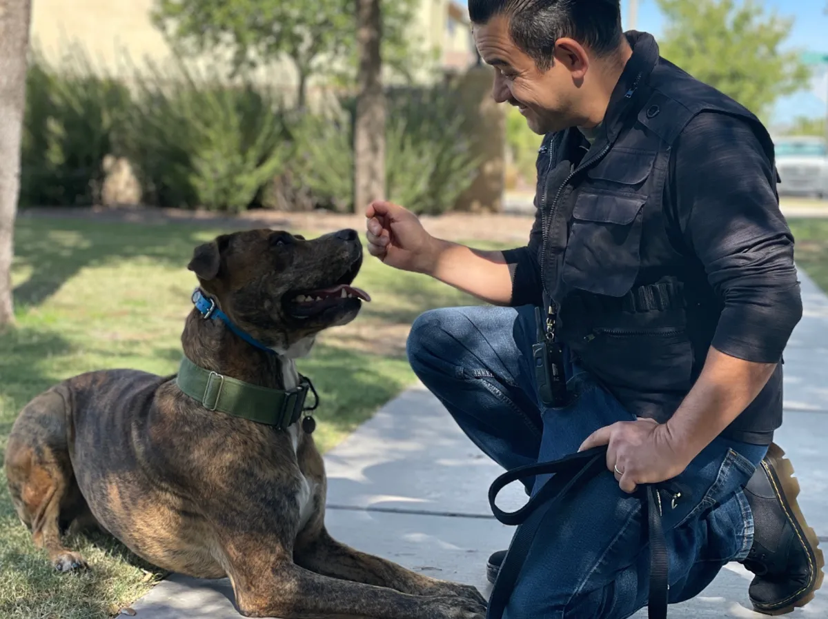 AZ Dog Boss trainer working with a dog